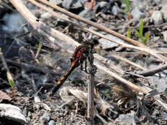 Leucorrhinia intermedia