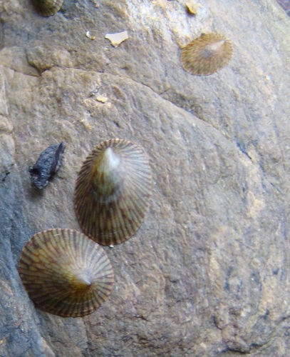 Notoacmea elongata