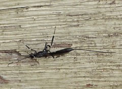 Xorides stigmapterus