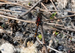 Leucorrhinia intermedia
