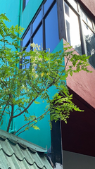 Moringa oleifera