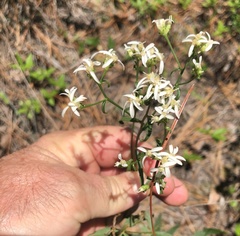 Sericocarpus linifolius