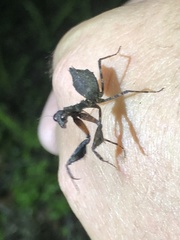 Pseudomiopteryx infuscata