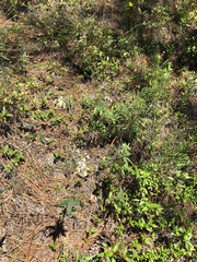 Sericocarpus linifolius