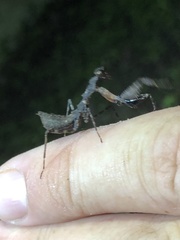 Pseudomiopteryx infuscata