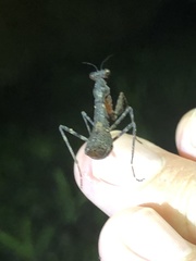 Pseudomiopteryx infuscata