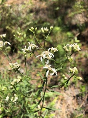 Sericocarpus linifolius