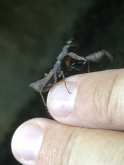 Pseudomiopteryx infuscata