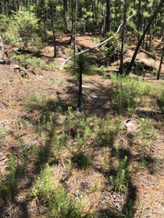 Sericocarpus linifolius