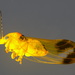 Australopsylla revoluta - Photo (c) Donald Hobern, some rights reserved (CC BY)