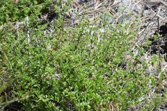 Hosackia stipularis ottleyi