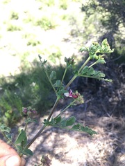 Hosackia stipularis ottleyi