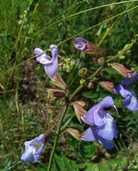 Salvia ringens
