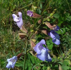 Salvia ringens