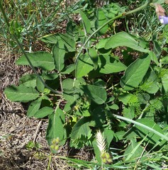 Salvia ringens