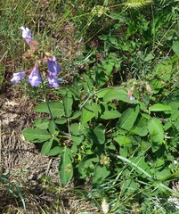 Salvia ringens