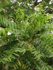 Ailanthus excelsa