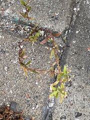 Oldenlandia corymbosa