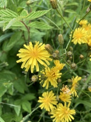 Crepis paludosa