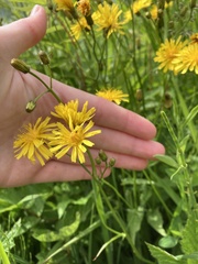 Crepis paludosa