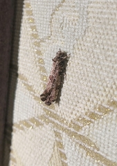 Morophaga choragella