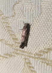 Morophaga choragella