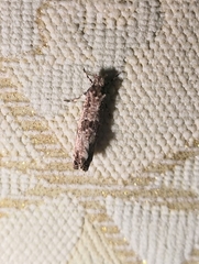 Morophaga choragella