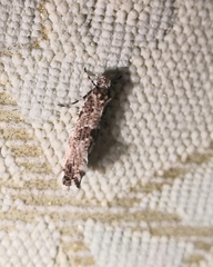 Morophaga choragella