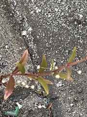 Oldenlandia corymbosa