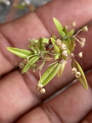 Oldenlandia corymbosa