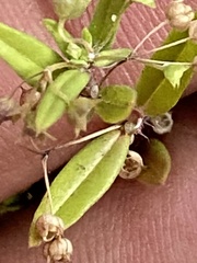 Oldenlandia corymbosa