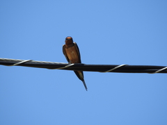 Hirundo rustica