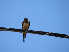 Hirundo rustica
