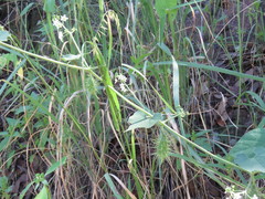 Echinopepon wrightii