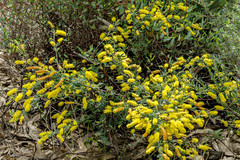 Acacia drummondii