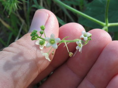 Echinopepon wrightii