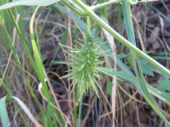 Echinopepon wrightii