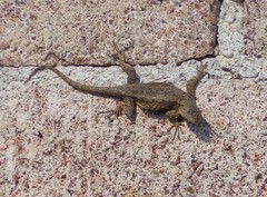 Sceloporus grammicus