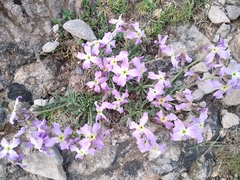 Matthiola perennis