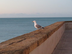 Larus michahellis