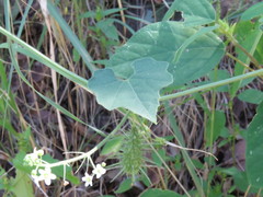 Echinopepon wrightii