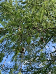 Larix sibirica