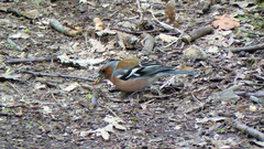Fringilla coelebs