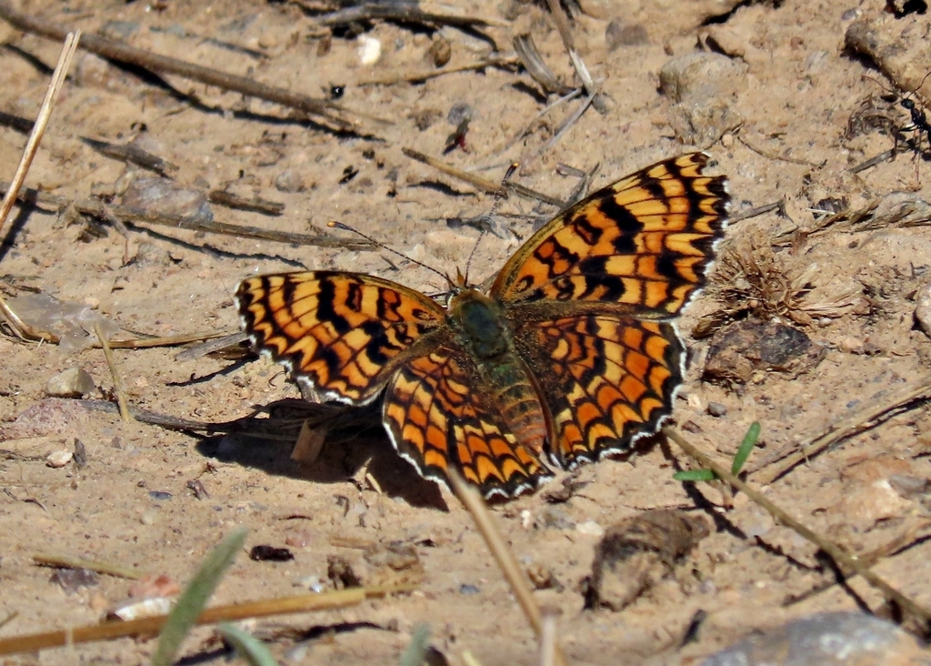 Iberian Knapweed Fritillary