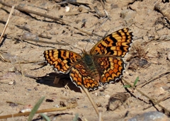 Melitaea pseudornata