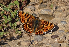 Melitaea pseudornata