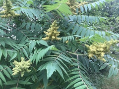 Rhus typhina