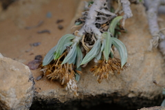 Senecio sarcoides