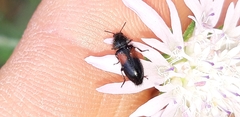 Divales bipustulatus