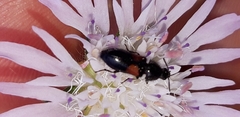 Divales bipustulatus
